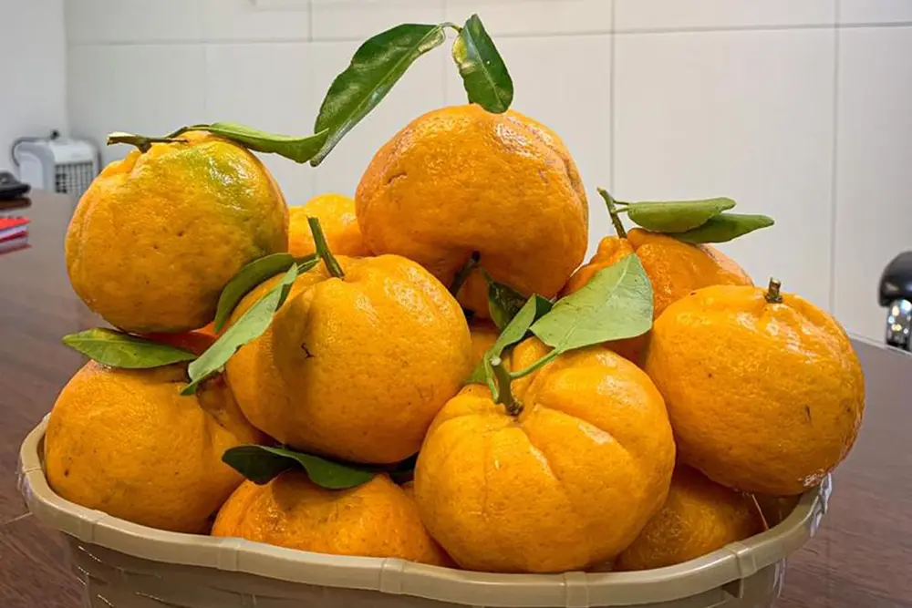 Região Metropolitana de Curitiba concentra os maiores produtores da tangerina ponkan do Brasil 4 tangerina ponkan