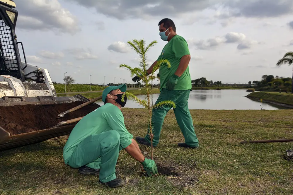 Mais de 300 araucárias serão plantadas em Pinhais 8 pinhais02 Mais de 300 araucárias serão plantadas em Pinhais