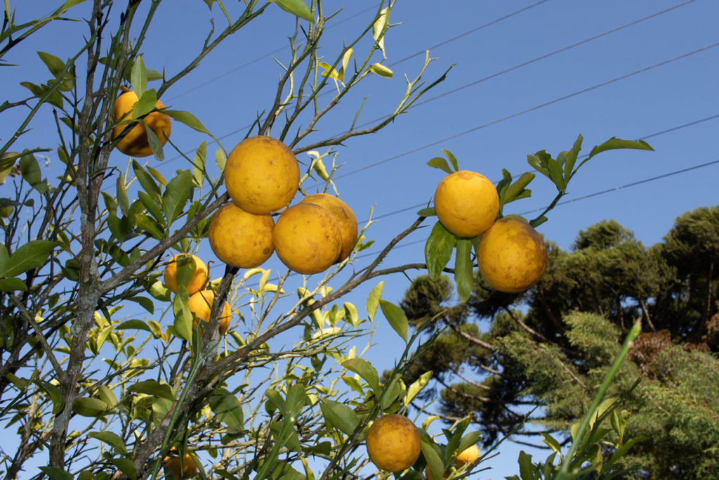 Projeto Reflorescer garante o plantio de árvores frutíferas desde 2017 em Pinhais 2 reflorescer Projeto Reflorescer garante o plantio de árvores frutíferas desde 2017 em Pinhais