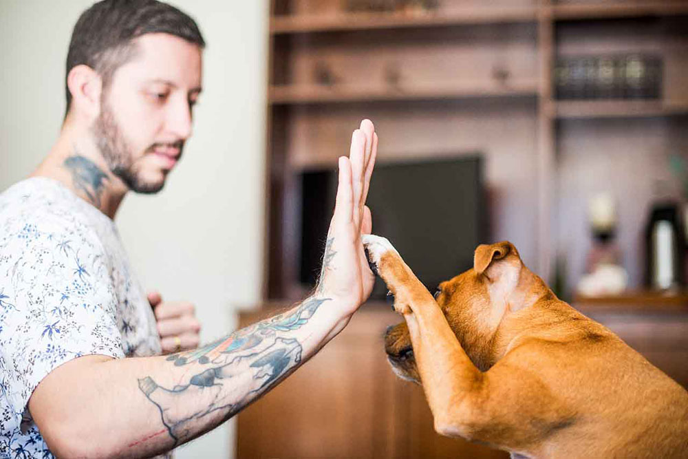 Ansiedade piora na pandemia e prejudica saúde dos pets 3 pets ansiedade Ansiedade piora na pandemia e prejudica saúde dos pets