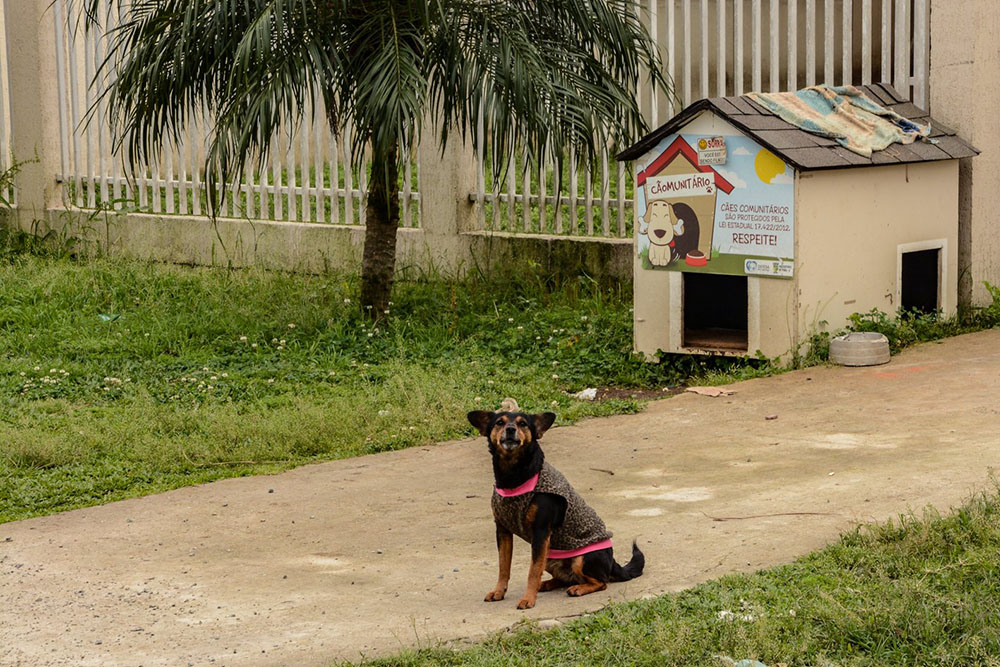 O Banco de Ração Municipal de Pinhais precisa da sua ajuda 5 pinhais banco racao O Banco de Ração Municipal de Pinhais precisa da sua ajuda