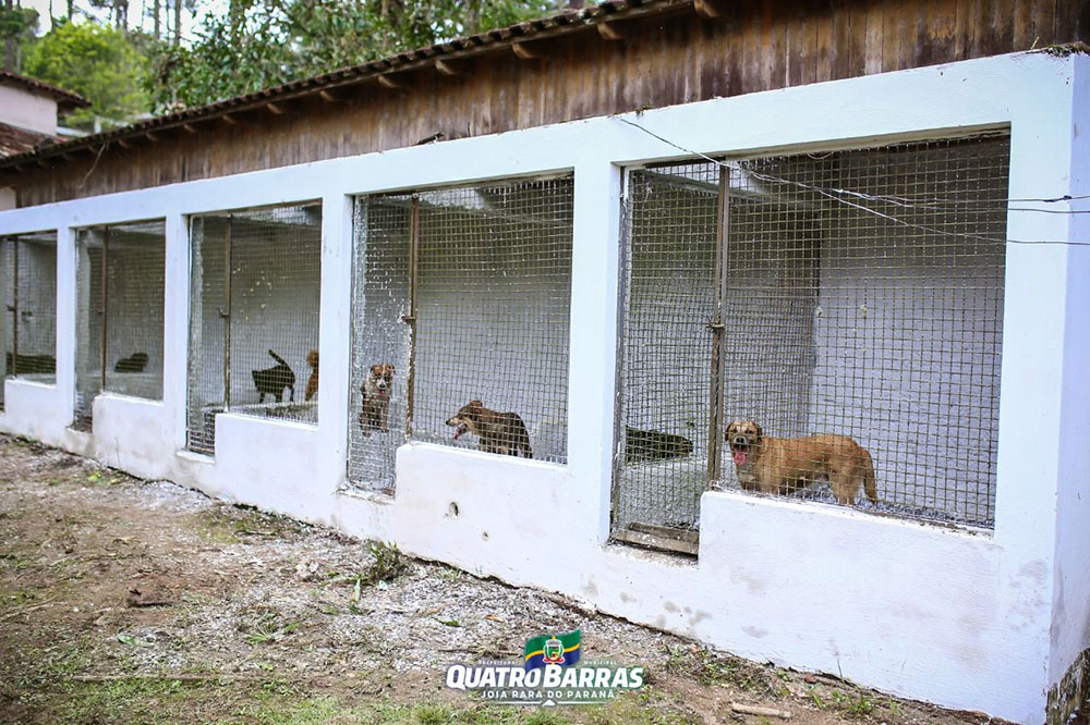 Quatro Barras disponibiliza lar para animais que sofriam maus-tratos 7 quatro barras maus tratos Quatro Barras disponibiliza lar para animais que sofriam maus-tratos