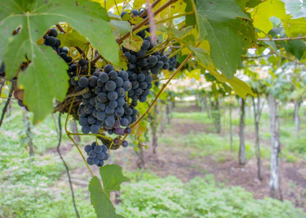 Prefeitura de Colombo abre inscrição para aquisição subsidiada de mudas de videiras 6 colombo videiras Prefeitura de Colombo abre inscrição para aquisição subsidiada de mudas de videiras