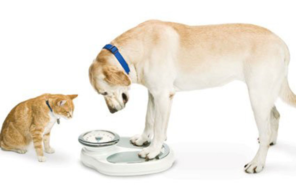 Você sabe se o seu pet está acima do peso? 7 pet gordo Você sabe se o seu pet está acima do peso?