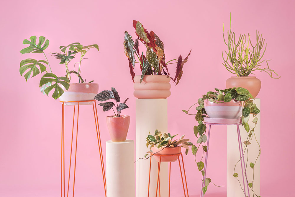 Saiba como escolher o vaso certo para as suas plantas 7 vaso certo Saiba como escolher o vaso certo para as suas plantas