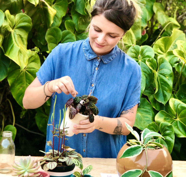 Aprenda alguns segredos para multiplicar plantas em casa