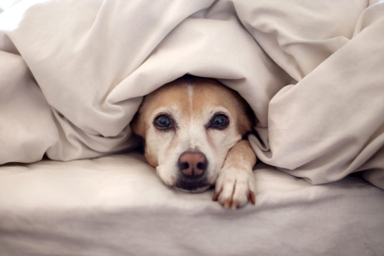 Doze dicas para proteger seu pet no inverno