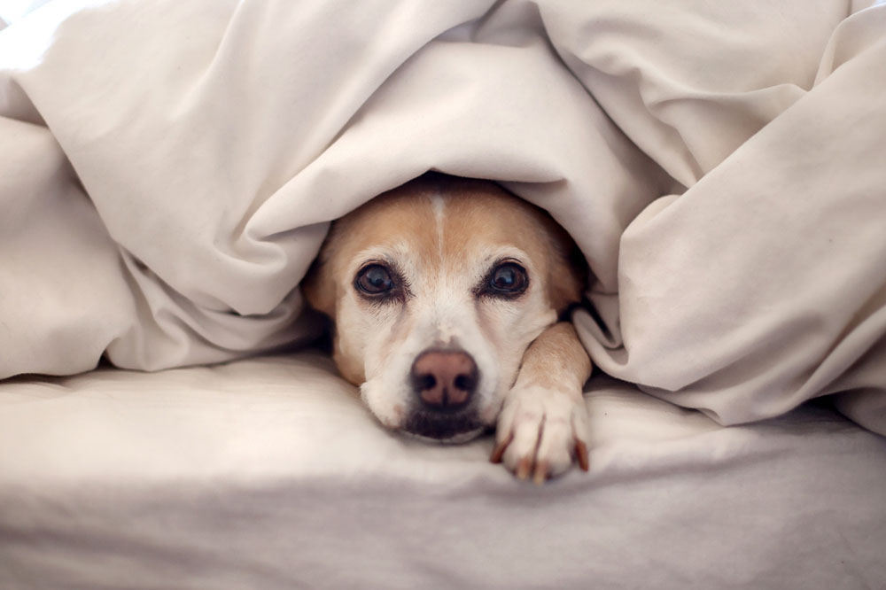 Doze dicas para proteger seu pet no inverno 1 Doze dicas para proteger seu pet no inverno