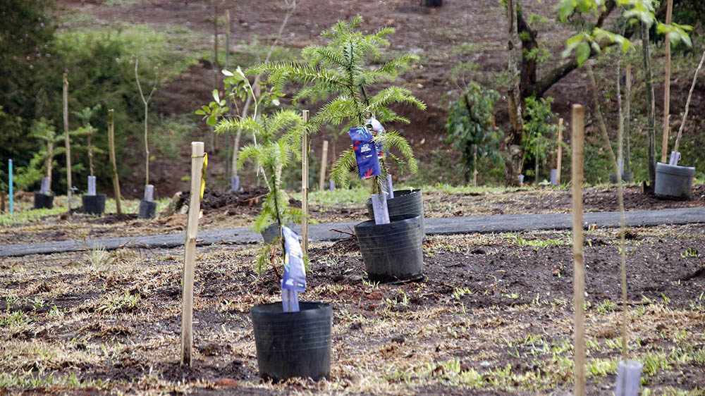 Nova remessa de mudas chega nas dez regionais de Curitiba 4 Nova remessa de mudas chega nas dez regionais