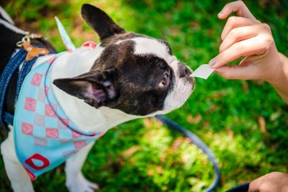 Topo da lista das 5 doenças gastrointestinais em pets 1 Segundo a veterinária da empresa, Andressa Cris Felisbino, no topo da lista está a ingestão de alimentos nocivos