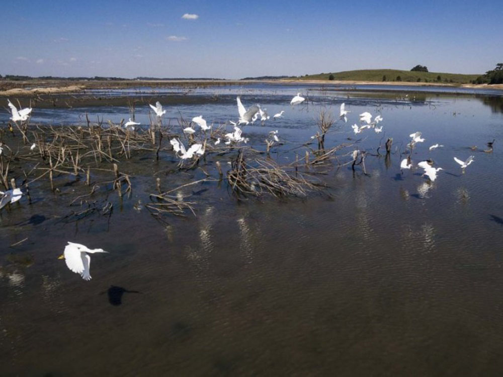 Barragem do Iraí atraiu centenas de aves para se alimentar durante estiagem 3 Barragem do Iraí atraiu centenas de aves para se alimentar durante estiagem