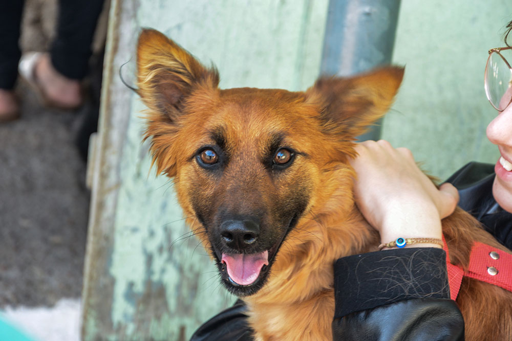 Cadastramento para o Programa de Castração de Cães e Gatos pode ser realizado pela internet 4 Cadastramento para o Programa de Castração de Cães e Gatos pode ser realizado pela internet