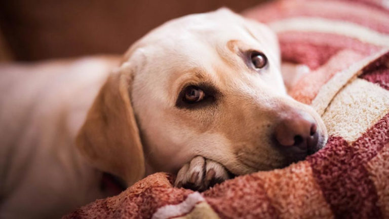 Depressão: cães e gatos também sofrem com a doença
