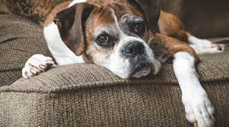 Cães de pequeno porte, com até dez quilos, amadurecem mais rápido nos primeiros anos de vida