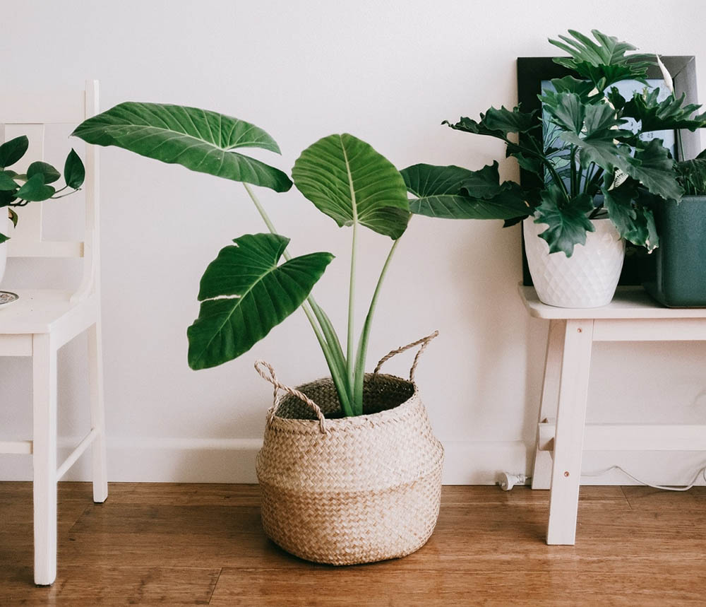 Natureza em casa: plantas são ótima opção para desestressar e energizar o lar 1 plantas ornamentais1 Natureza em casa: plantas são ótima opção para desestressar e energizar o lar