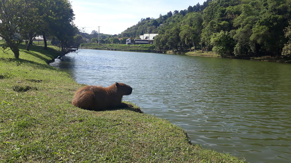 Após limpeza, Lago Tumiri recebe visita de diferentes espécies de animais 2 colombo-lago-tumiri