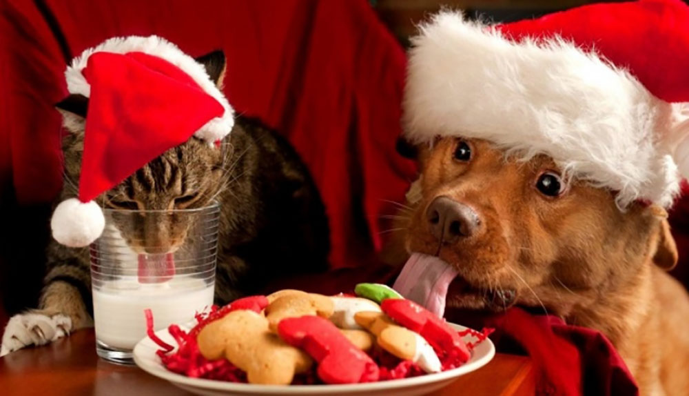 Festas de final de ano exigem cuidados especiais com os pets 1 pets Festas de final de ano exigem cuidados especiais com os pets