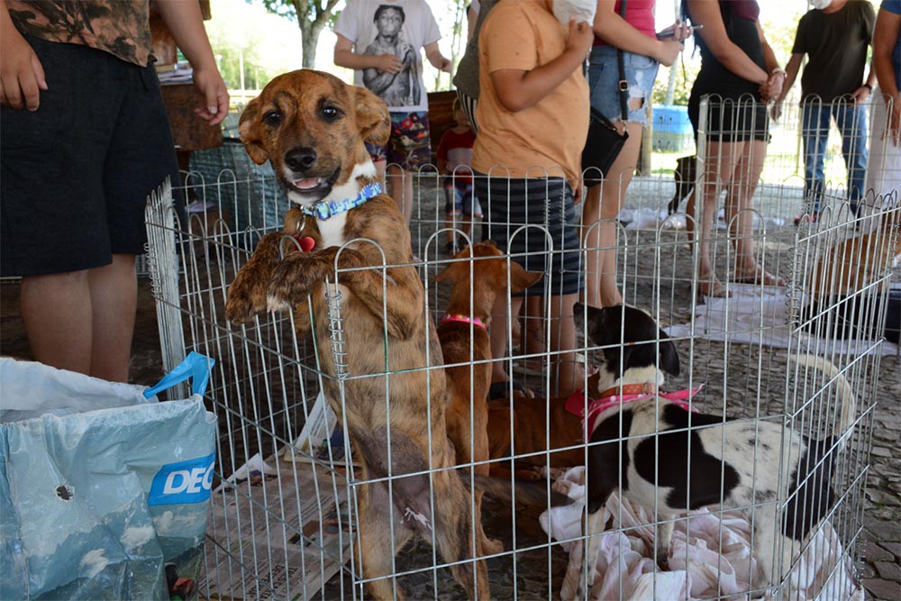 Feira de Adoção de Pinhais oportuniza entrega de 28 animais a novas famílias 8 pinhais adocao pet 1 Feira de Adoção de Pinhais oportuniza entrega de 28 animais a novas famílias