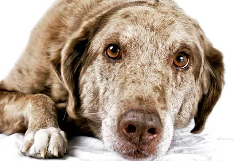 Como cuidar de um pet idoso? 9 Como cuidar de um pet idoso?