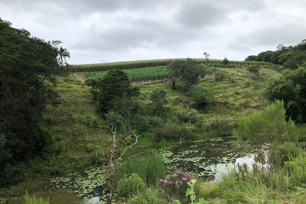 Restauração ecológica busca aumentar a segurança hídrica e melhorar a renda de agricultores na bacia do Rio Miringuava 6 miringuava Restauração ecológica busca aumentar a segurança hídrica e melhorar a renda de agricultores na bacia do Rio Miringuava