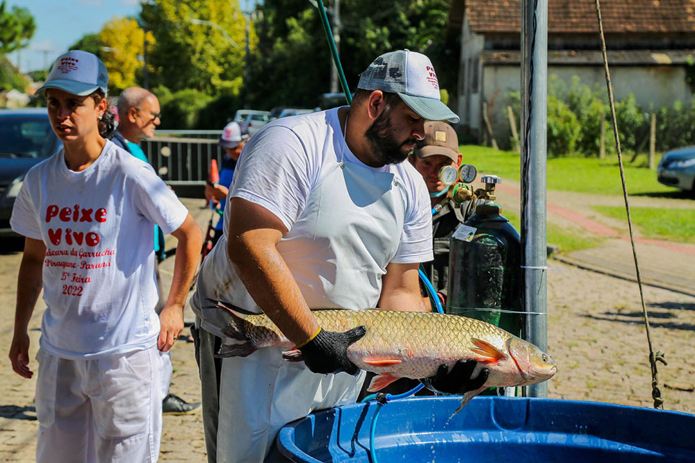 Feira do Peixe Vivo movimentou a Semana Santa em Piraquara 5 piraquara peixe vivo Feira do Peixe Vivo movimentou a Semana Santa em Piraquara