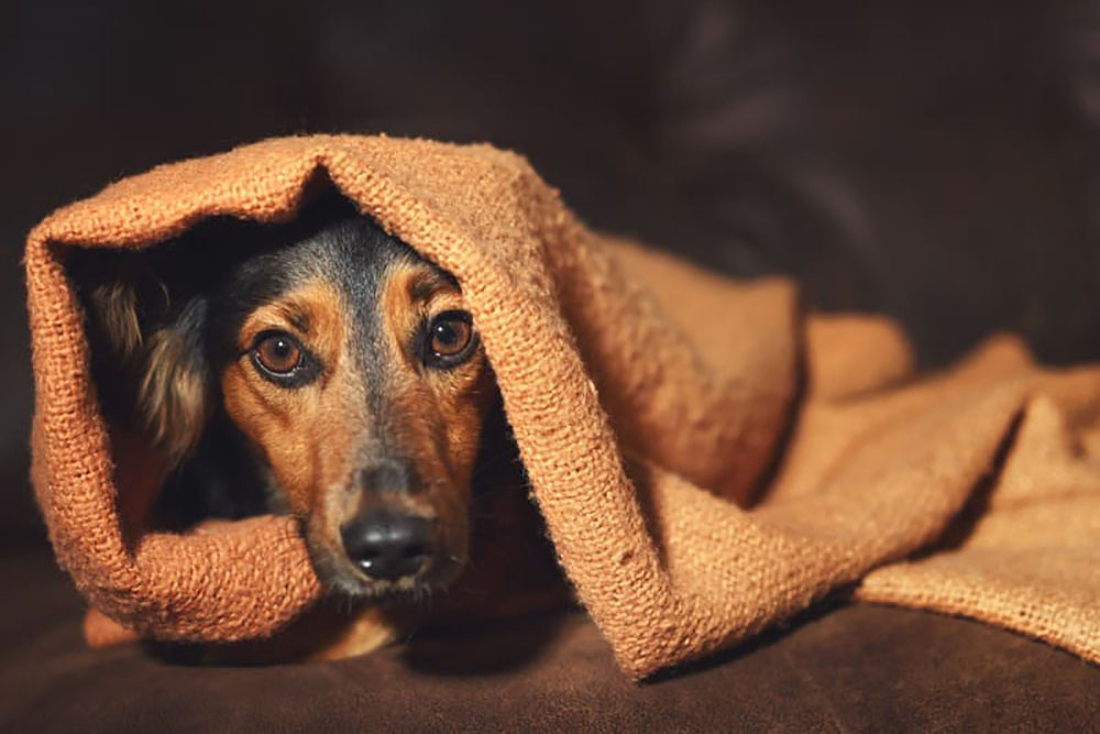 Cachorro tremendo pode ser sinal de doença? 5 cachorro tremendo Cachorro tremendo pode ser sinal de doença?