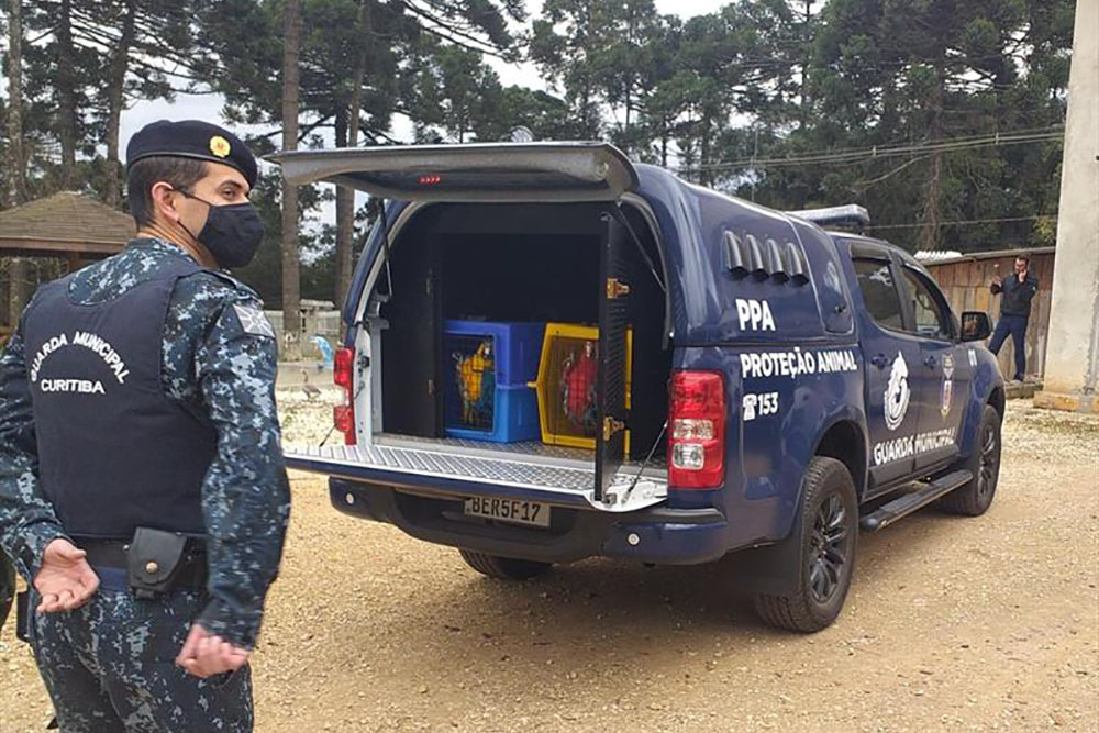 Punição a maus-tratos contra animais vai ficar mais severa em Curitiba 6 maus tratos Punição a maus-tratos contra animais vai ficar mais severa em Curitiba