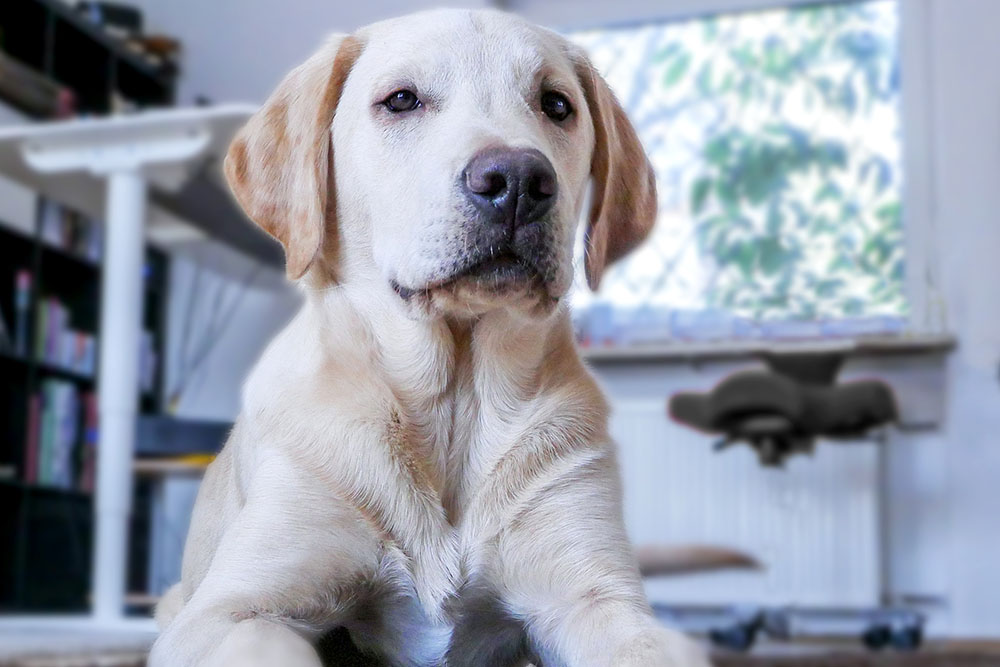 Você está preparado para ter um cãozinho? 1 pet Você está preparado para ter um cãozinho?