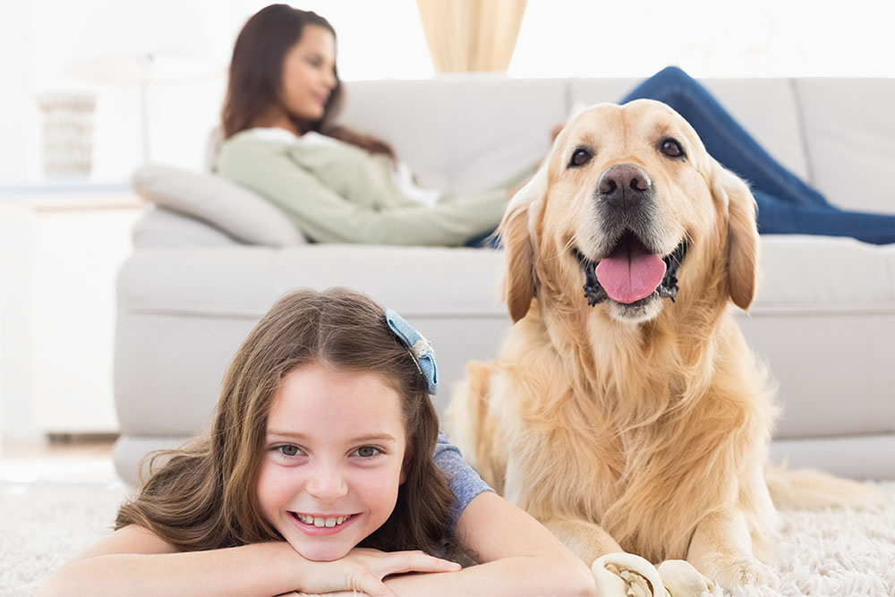 Cães requerem os mesmos cuidados, independentemente do porte 1 cao grande porte 01 Cães requerem os mesmos cuidados, independentemente do porte