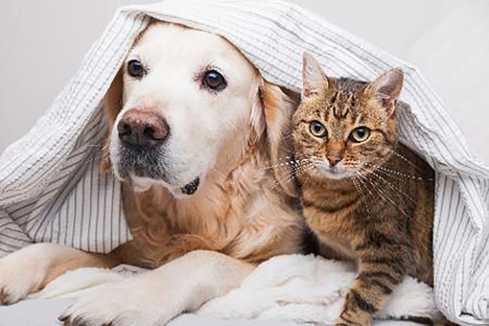 Focinho dos pets necessita de cuidados e hidratação para evitar rachaduras no inverno 1 pets frio Focinho dos pets necessita de cuidados e hidratação para evitar rachaduras no inverno