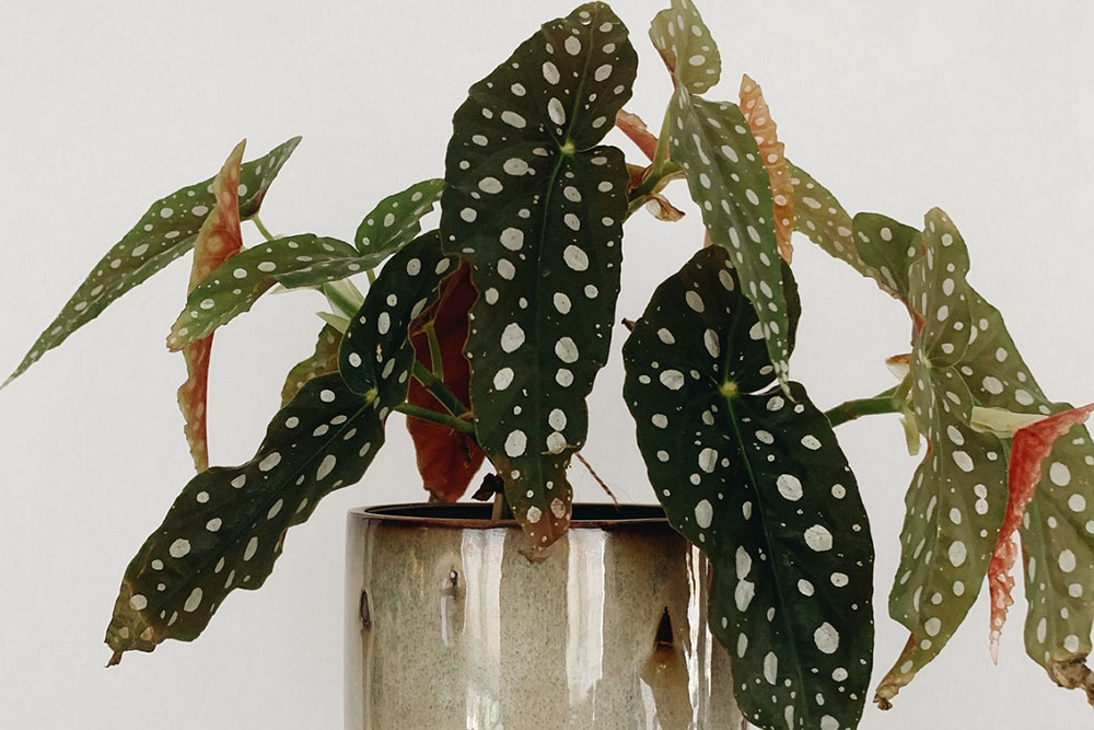 Begônia Maculata: saiba como cuidar da planta ideal para ambientes internos 2 begonia02 Begônia Maculata: saiba como cuidar da planta ideal para ambientes internos