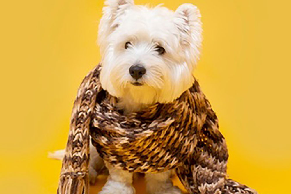 Cães que sofrem com dores nas articulações precisam de cuidado redobrado no inverno 2 cachorro frio Cães que sofrem com dores nas articulações precisam de cuidado redobrado no inverno