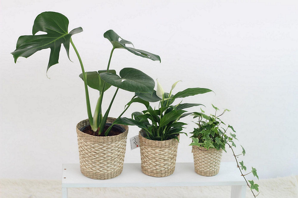 Plantas em casa: conheça espécies ideais para energizar o lar 4 plantasinterior3 Plantas em casa: conheça espécies ideais para energizar o lar