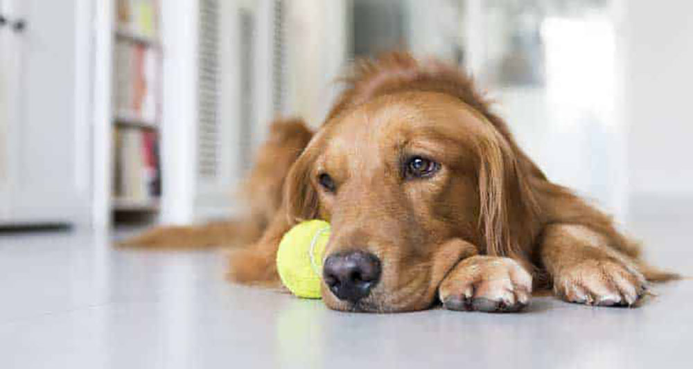 Sinais para identificar se seu pet está deprimido 2 cao deprimido Sinais para identificar se seu pet está deprimido