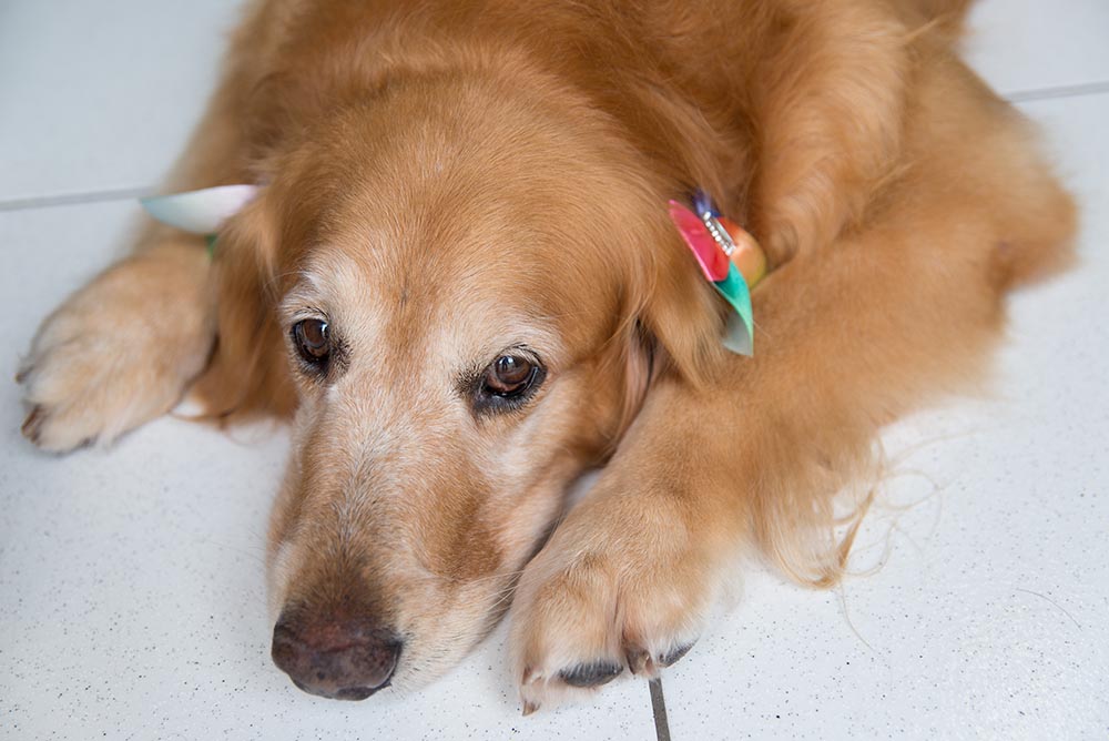 Pets e fogos de artifício: como preparar os animais 2 pets fogos Pets e fogos de artifício: como preparar os animais