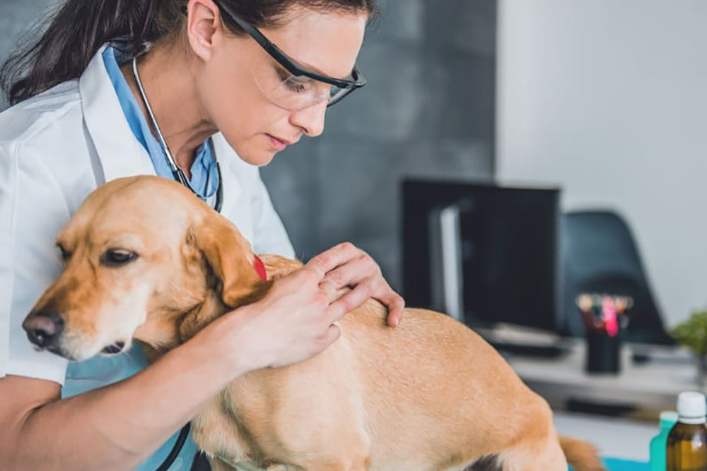 Aprenda a proteger o pet de carrapatos durante o verão 2 carrapatos no verão