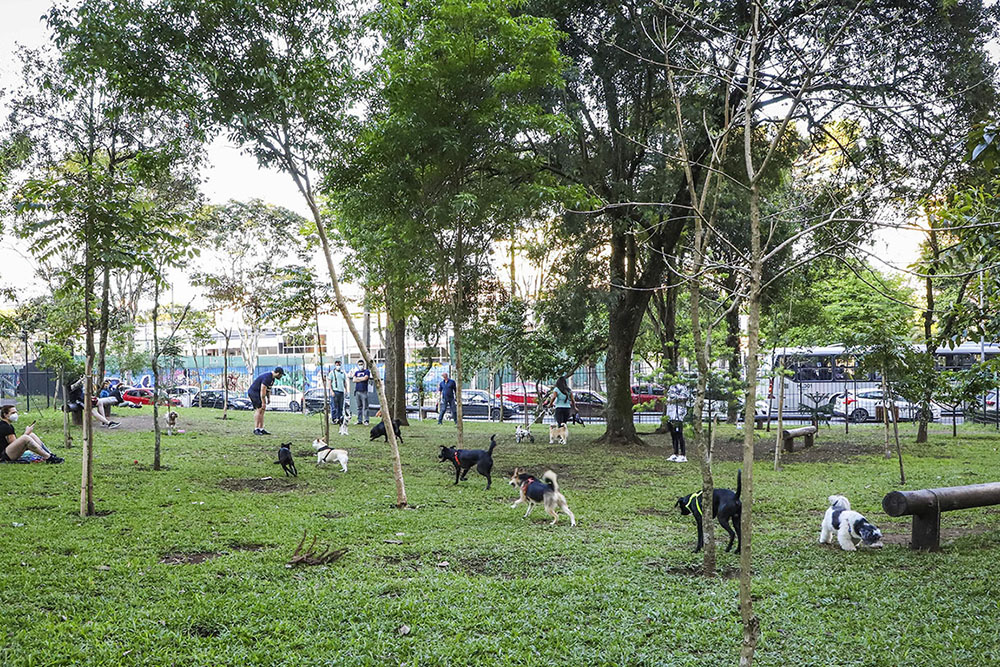 Confira as opções de Curitiba para brincadeiras e passeios com os pets 2 Espaços Amigo Bicho