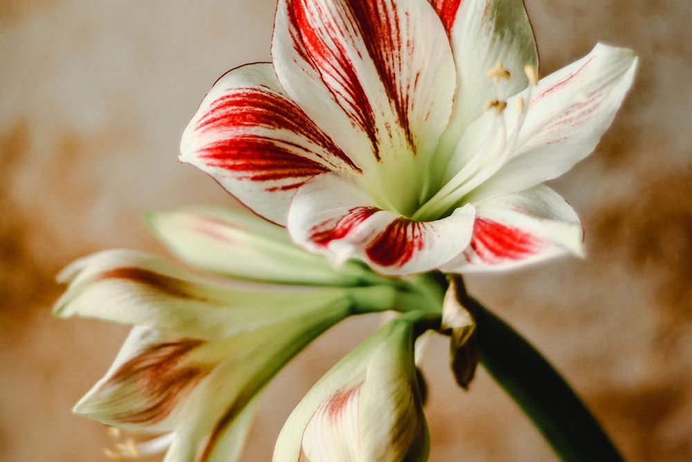 Natureza em casa: espécies ideais para cultivar no verão 5 flores verão