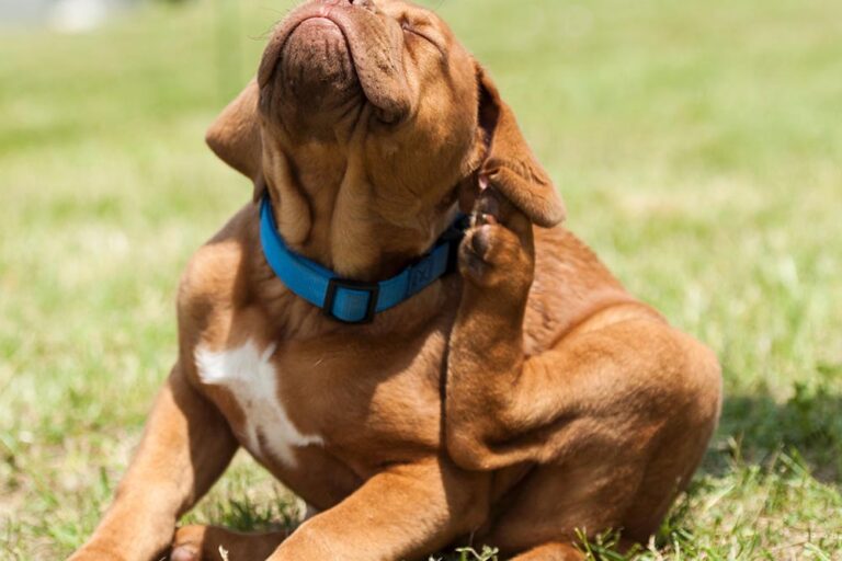 pets durante o verão