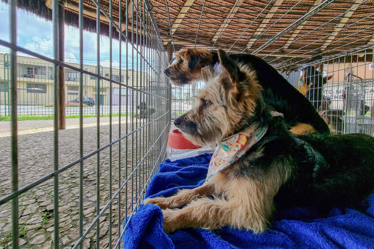 Adoção de Animais