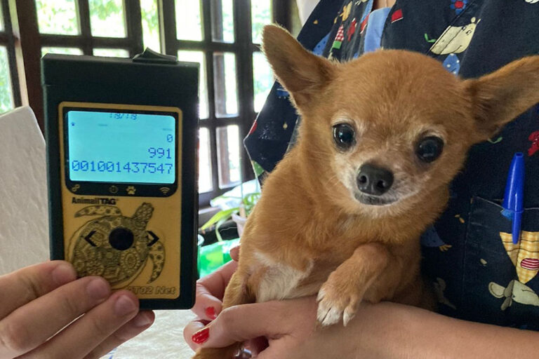 apreensão de 10 cães