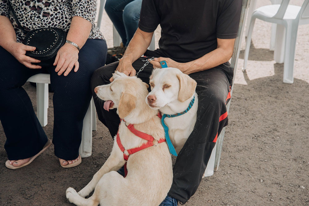 Programa Petjoinha faz a castração de 80 cães e gatos em Quatro Barras 6 Programa Petjoinha