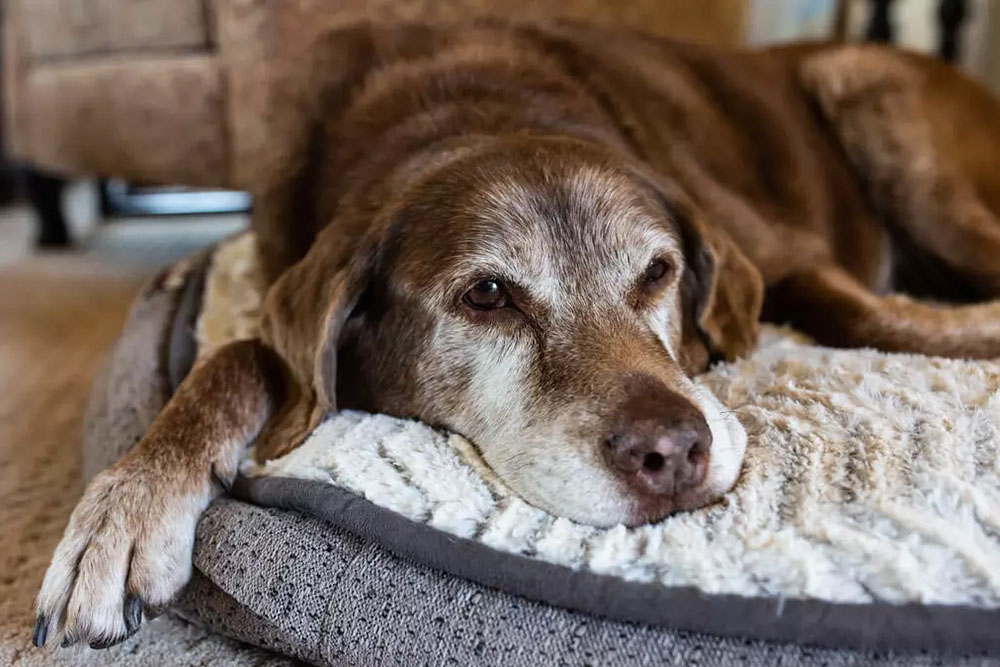 Cuidados necessários para evitar doenças e melhorar a qualidade de vida de pets idosos 1 pets idosos
