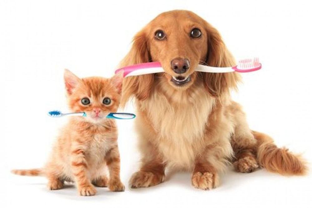 Como cuidar da saúde e higiene bucal do seu pet? 1 saúde e higiene bucal do seu pet