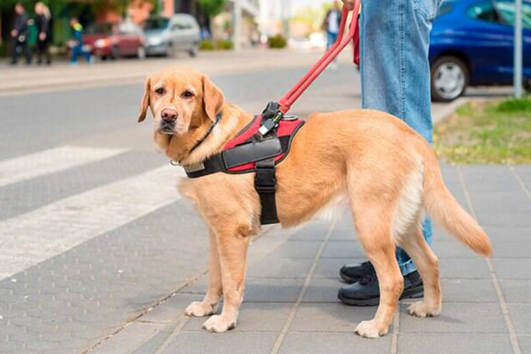 Você pode estar machucando seu cachorro
