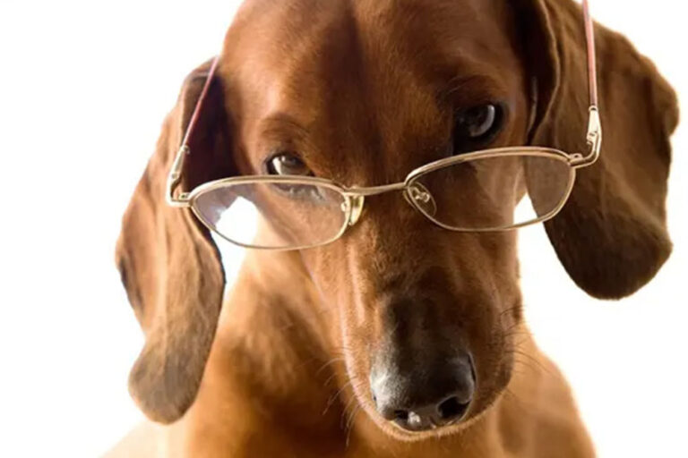 visão dos pets
