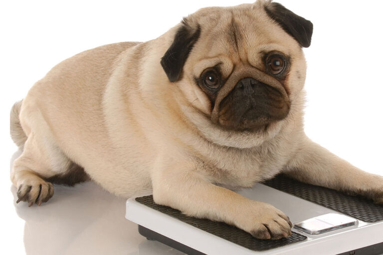 obesidade em cães