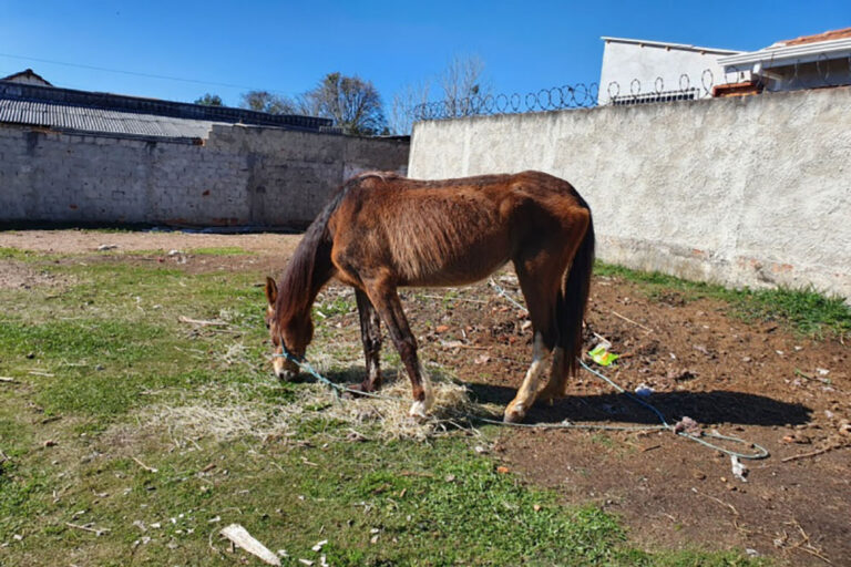 adote um equino
