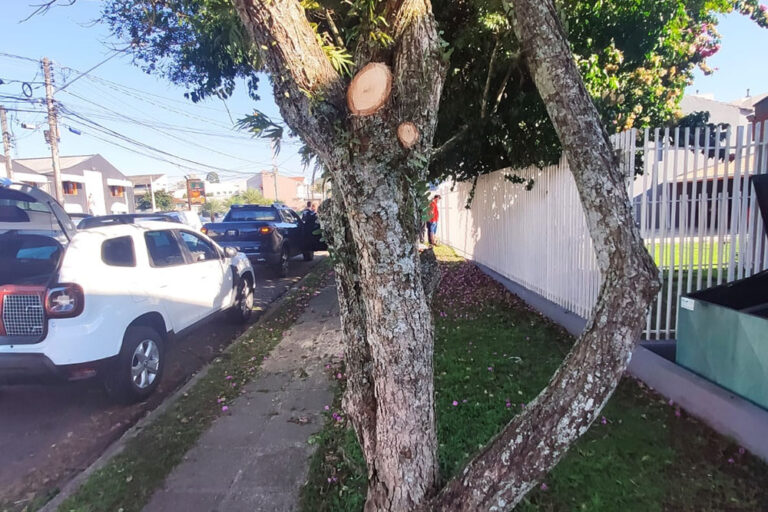 corte irregular de árvore