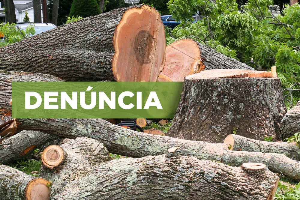 Judiciário recebe denúncia do MPPR contra três empresas e seis pessoas por corte ilegal de árvores para expor painéis publicitários 3 corte ilegal de árvores
